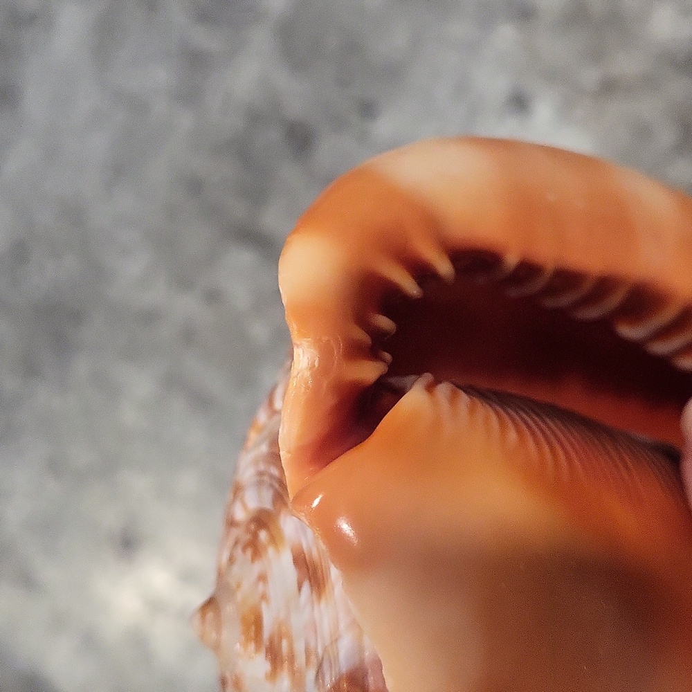 Shell with carved cameo - Picture 5 of 5